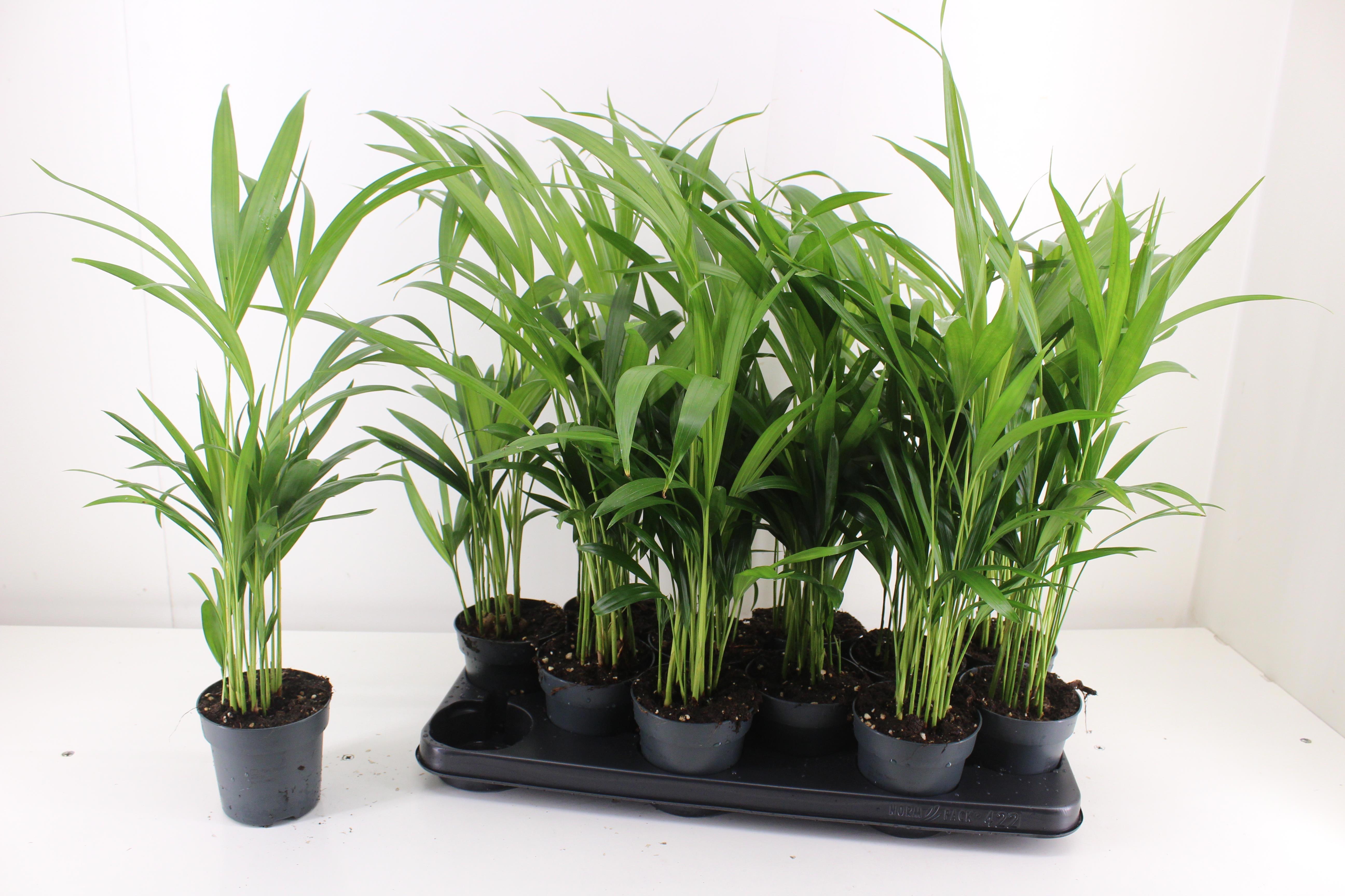 Горшечные цветы и растения оптом Dypsis Lutescens от 12шт из Голландии с доставкой по России