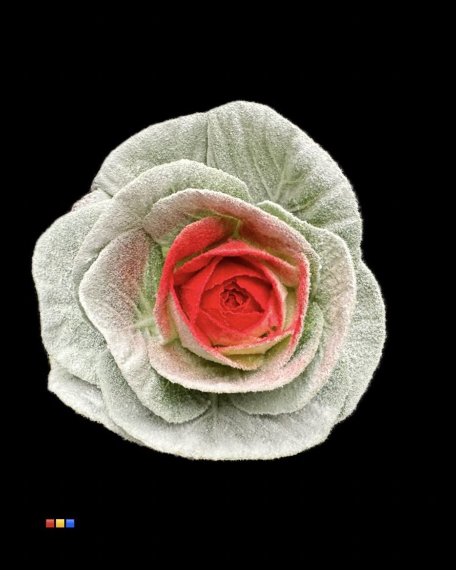 Срезанные цветы оптом Brassica powder white +red eye от 20шт из Голландии с доставкой по России