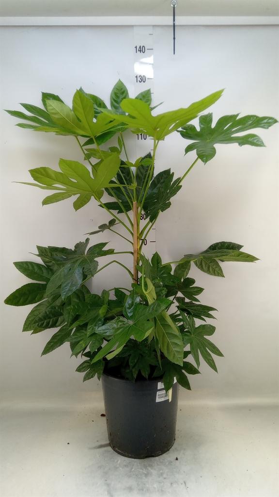 Горшечные цветы и растения оптом Fatsia Japonica   ... от 1шт из Голландии с доставкой по России