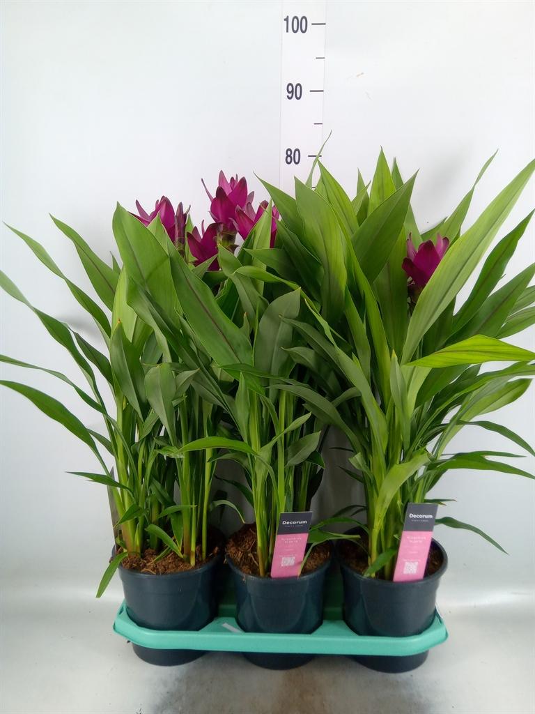 Горшечные цветы и растения оптом Curcuma   ... от 3шт из Голландии с доставкой по России
