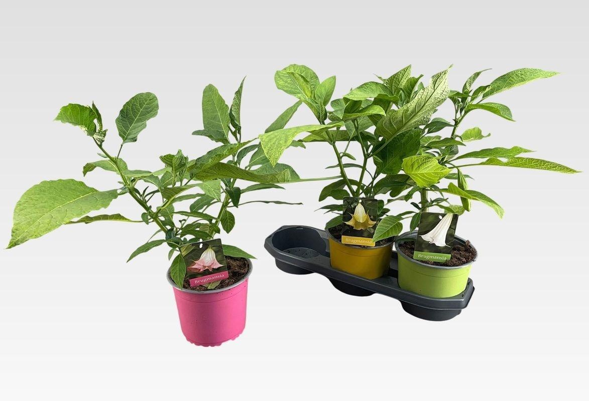 Горшечные цветы и растения оптом Brugm Ov от 3шт из Голландии с доставкой по России