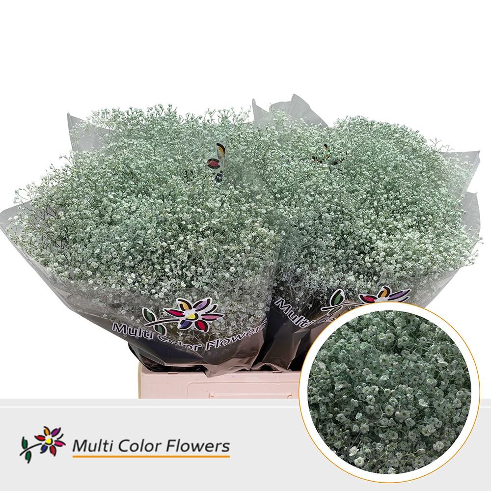 Срезанные цветы оптом Gyps fine paint ice blue - tiffany от 100шт из Голландии с доставкой по России