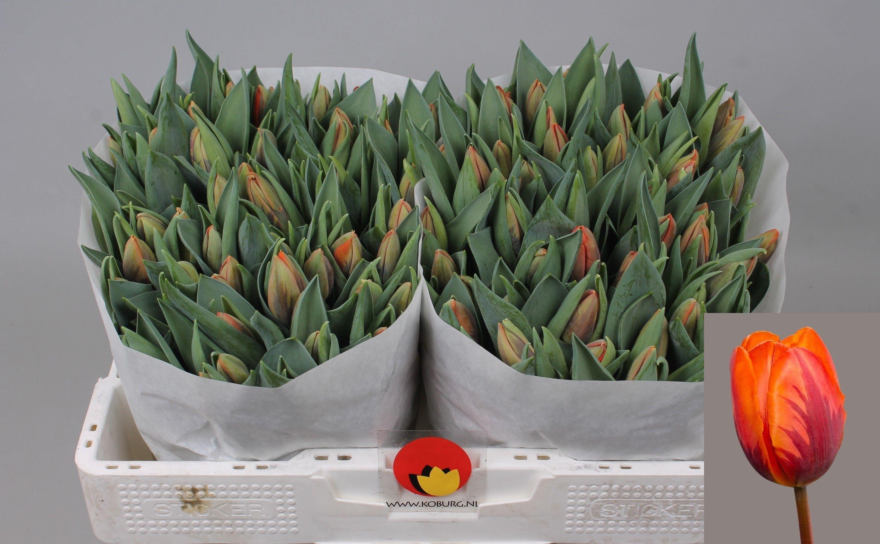 Срезанные цветы оптом Tulipa si prinses irene от 100шт из Голландии с доставкой по России
