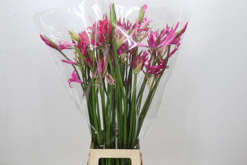 Срезанные цветы оптом Nerine artistiek Rainbow от 50шт из Голландии с доставкой по России