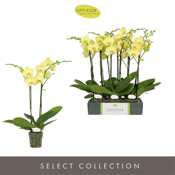 Горшечные цветы и растения оптом Phal 2st Ferrara 15+(opti) от 6шт из Голландии с доставкой по России