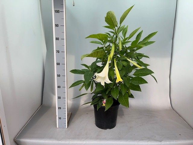 Горшечные цветы и растения оптом Brugm Ov от 1шт из Голландии с доставкой по России