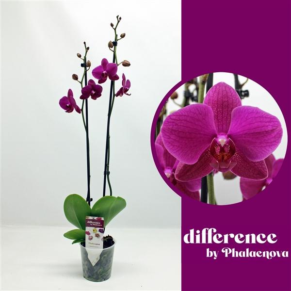 Горшечные цветы и растения оптом Phal 2st Vivaldi 18+ (phalaenova) от 10шт из Голландии с доставкой по России