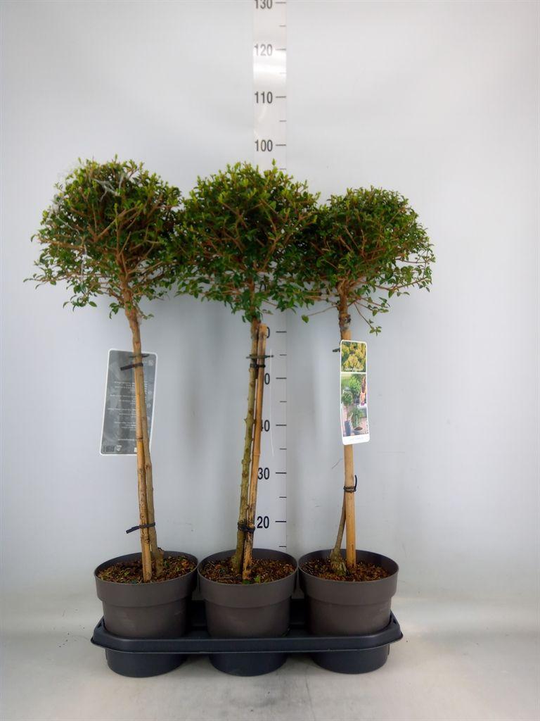 Горшечные цветы и растения оптом Ligustrum Delavayanum от 3шт из Голландии с доставкой по России