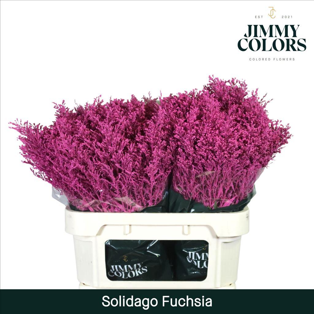 Срезанные цветы оптом Solidago paint fuchsia от 100шт из Голландии с доставкой по России