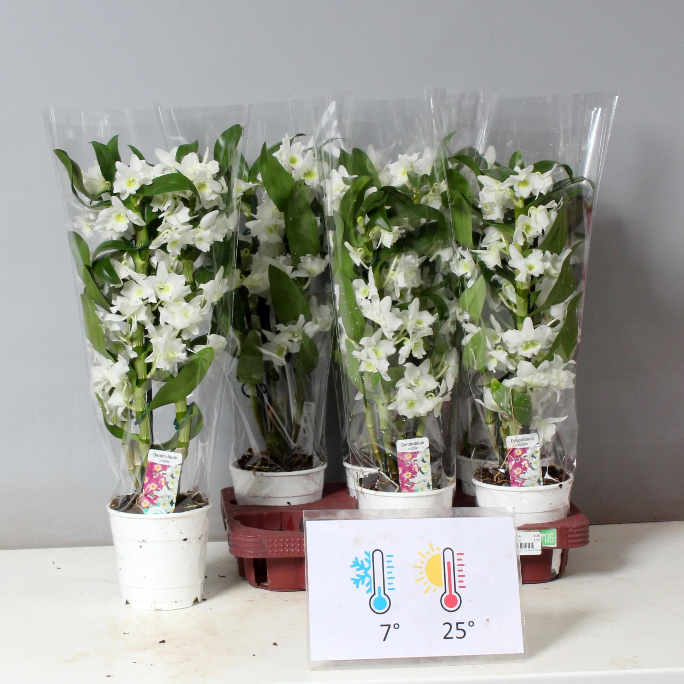 Горшечные цветы и растения оптом Dendr N Sc Apollon от 6шт из Голландии с доставкой по России