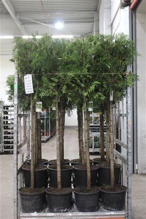 Горшечные цветы и растения оптом Thuja P Aurea от 1шт из Голландии с доставкой по России