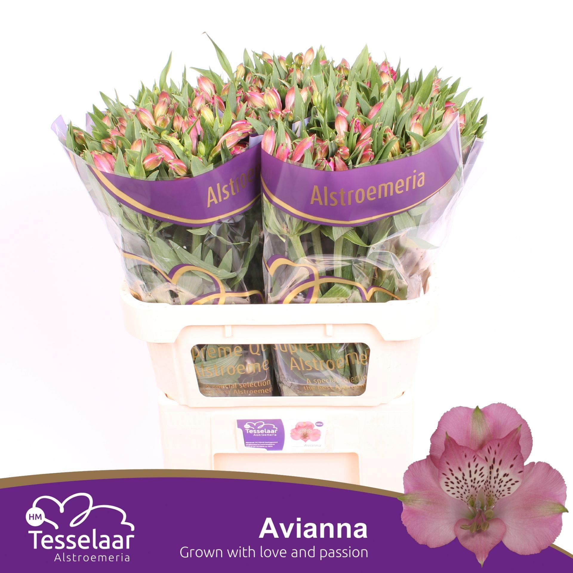 Срезанные цветы оптом Alstroemeria avianna от 50шт из Голландии с доставкой по России