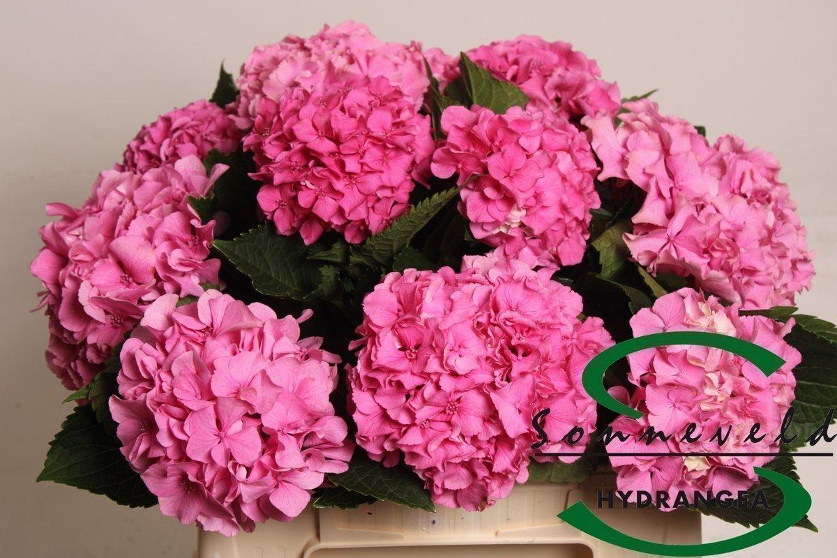 Срезанные цветы оптом Hydrangea royal parade от 10шт из Голландии с доставкой по России