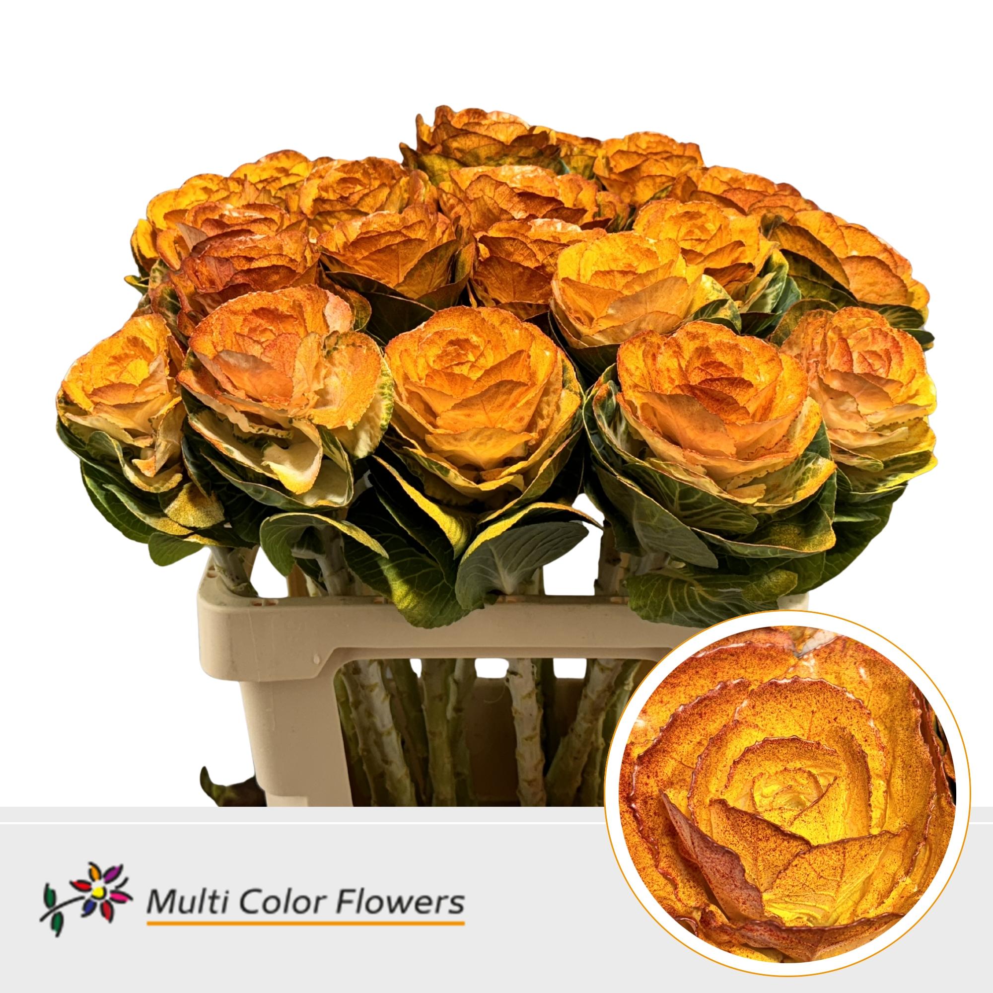 Срезанные цветы оптом Brassica paint yellow ocker от 20шт из Голландии с доставкой по России