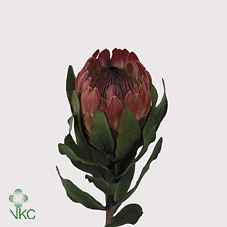 Срезанные цветы оптом Protea sylvia от 15шт из Голландии с доставкой по России