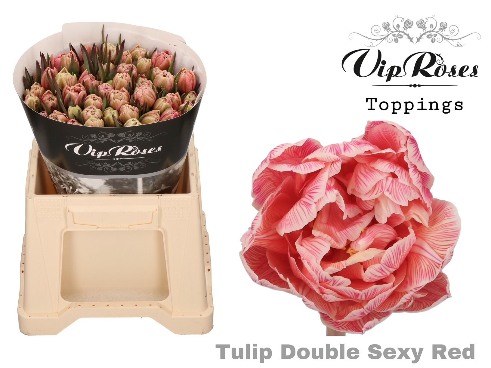 Срезанные цветы оптом Tulipa do paint sexy red от 50шт из Голландии с доставкой по России