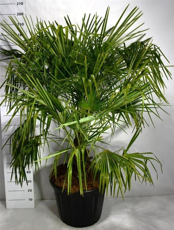 Горшечные цветы и растения оптом Trachycarpus Fortunei от 1шт из Голландии с доставкой по России