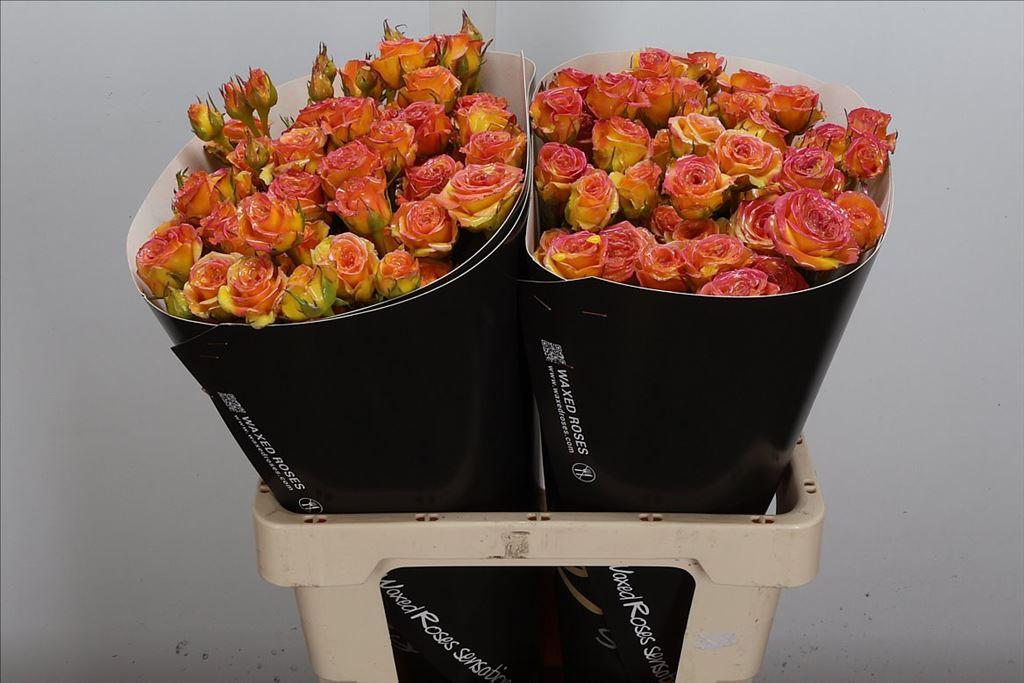 Срезанные цветы оптом Rosa spray wax gold classic от 20шт из Голландии с доставкой по России