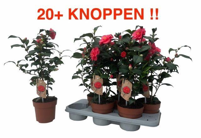 Горшечные цветы и растения оптом Came Re Mary William от 6шт из Голландии с доставкой по России