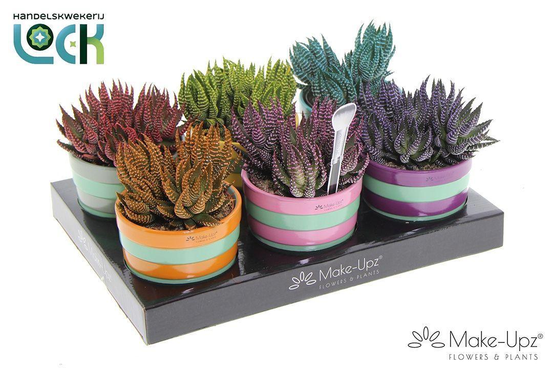 Горшечные цветы и растения оптом Hawo Ov от 6шт из Голландии с доставкой по России