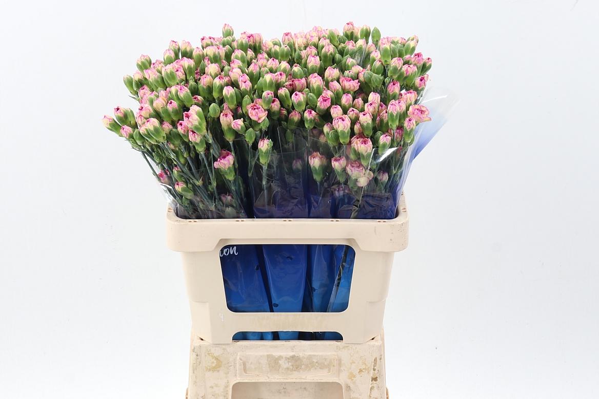 Срезанные цветы оптом Dianthus sp jester от 100шт из Голландии с доставкой по России
