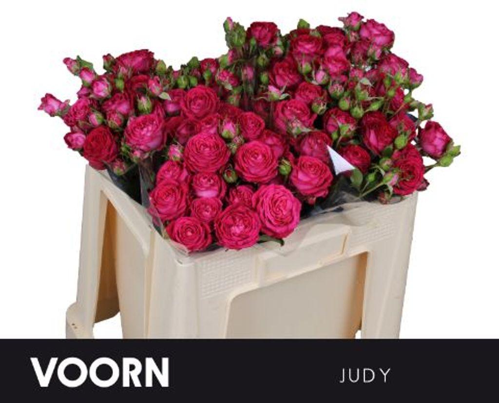 Срезанные цветы оптом Rosa spray judy от 40шт из Голландии с доставкой по России