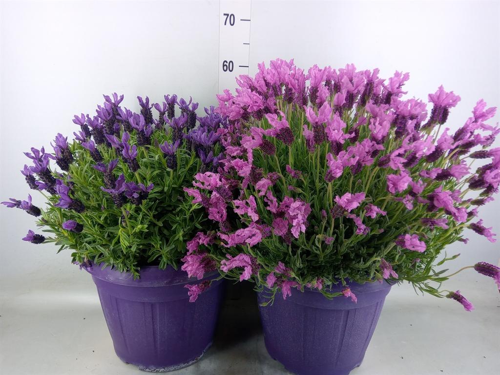 Горшечные цветы и растения оптом Lavandula Stoec. от 1шт из Голландии с доставкой по России
