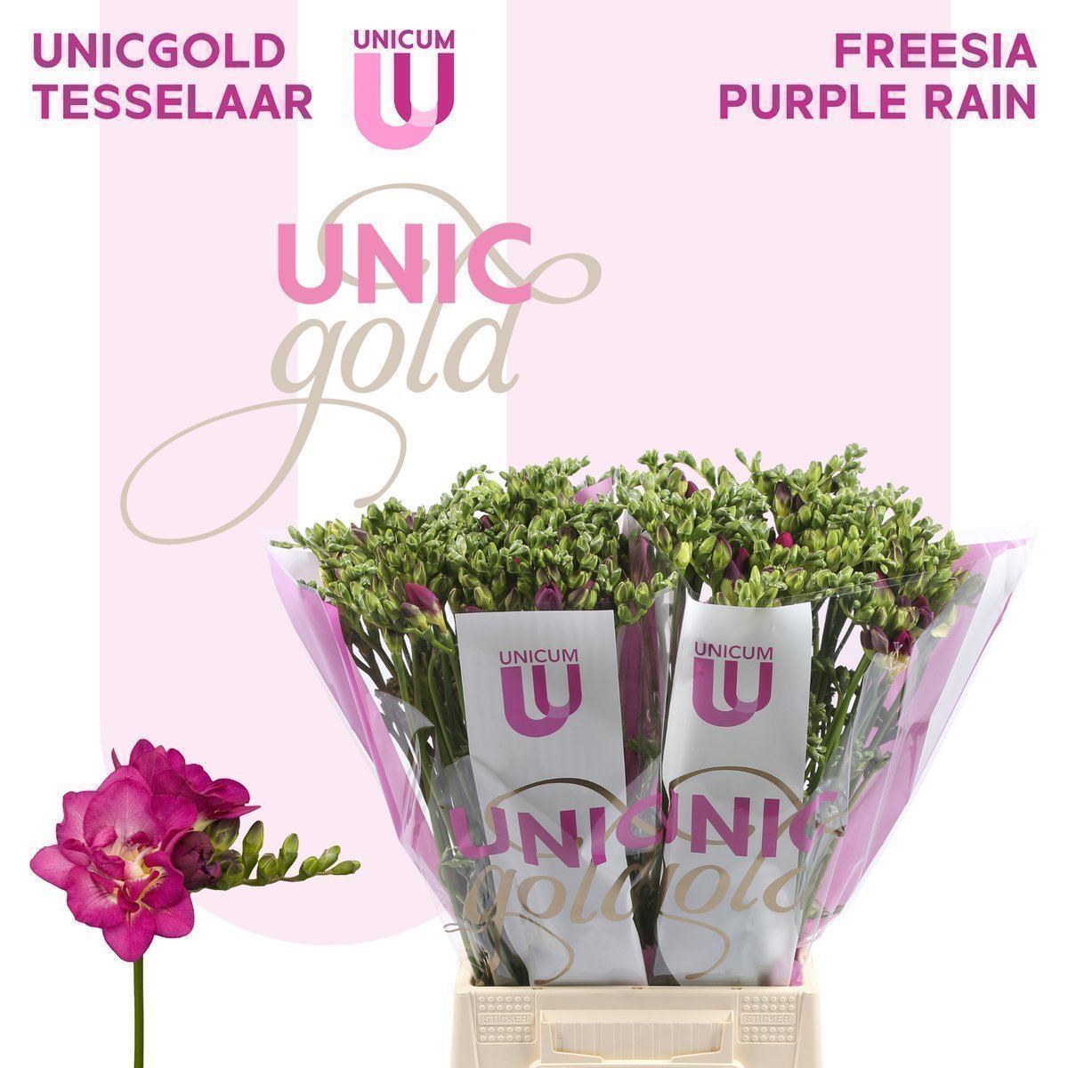 Срезанные цветы оптом Freesia do purple rain от 100шт из Голландии с доставкой по России