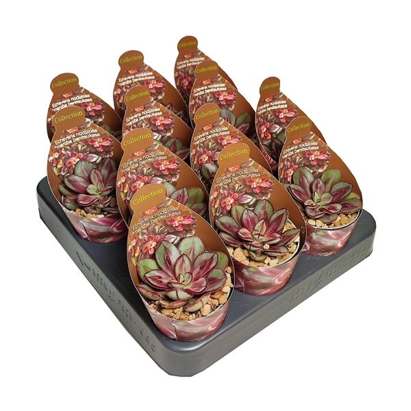 Горшечные цветы и растения оптом Echeveria Nodulosa Maruba Benitsukasa Potcover от 12шт (для телеги) из Голландии с доставкой по России