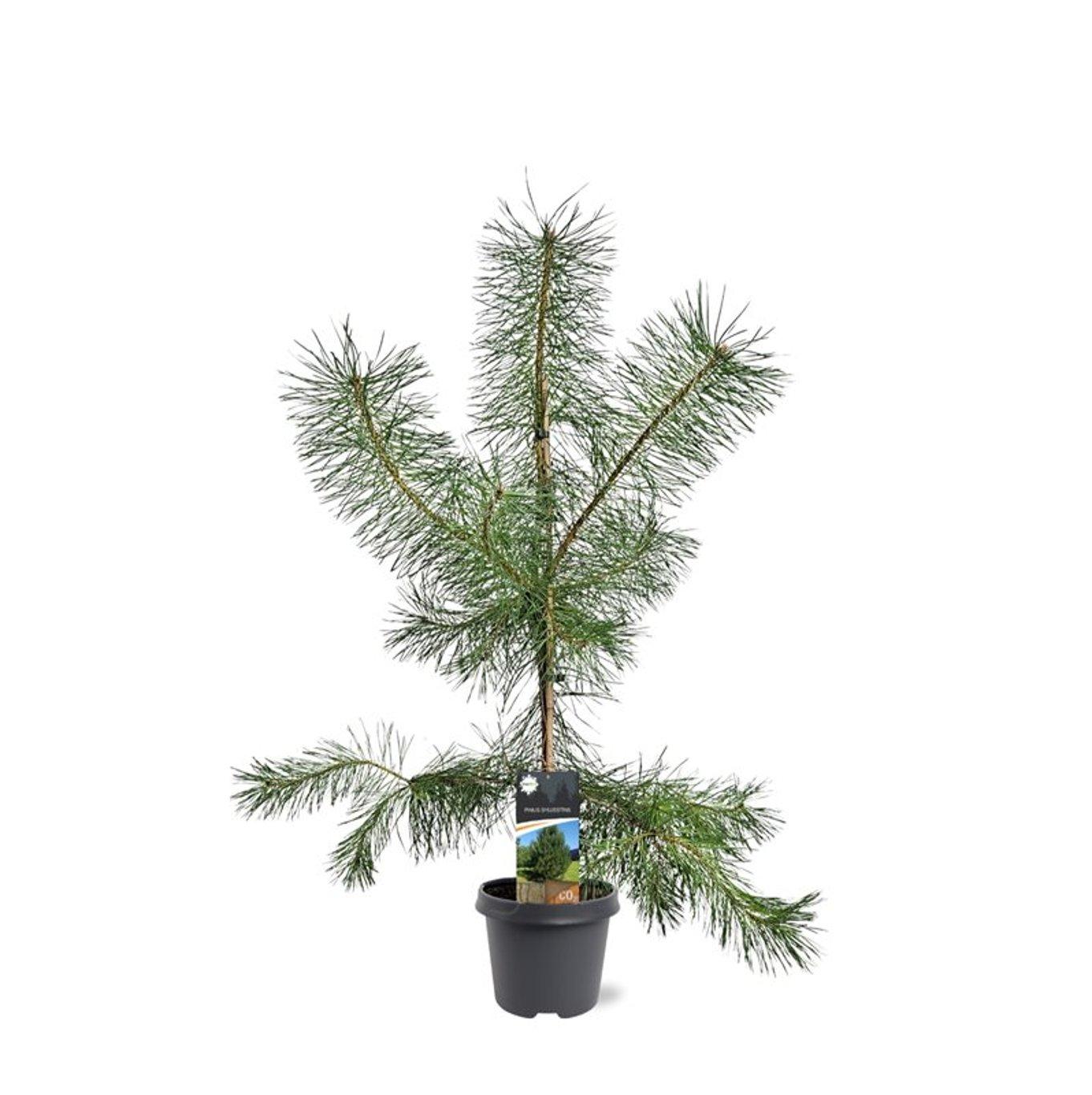 Горшечные цветы и растения оптом Pinus Sylvestris от 1шт из Голландии с доставкой по России