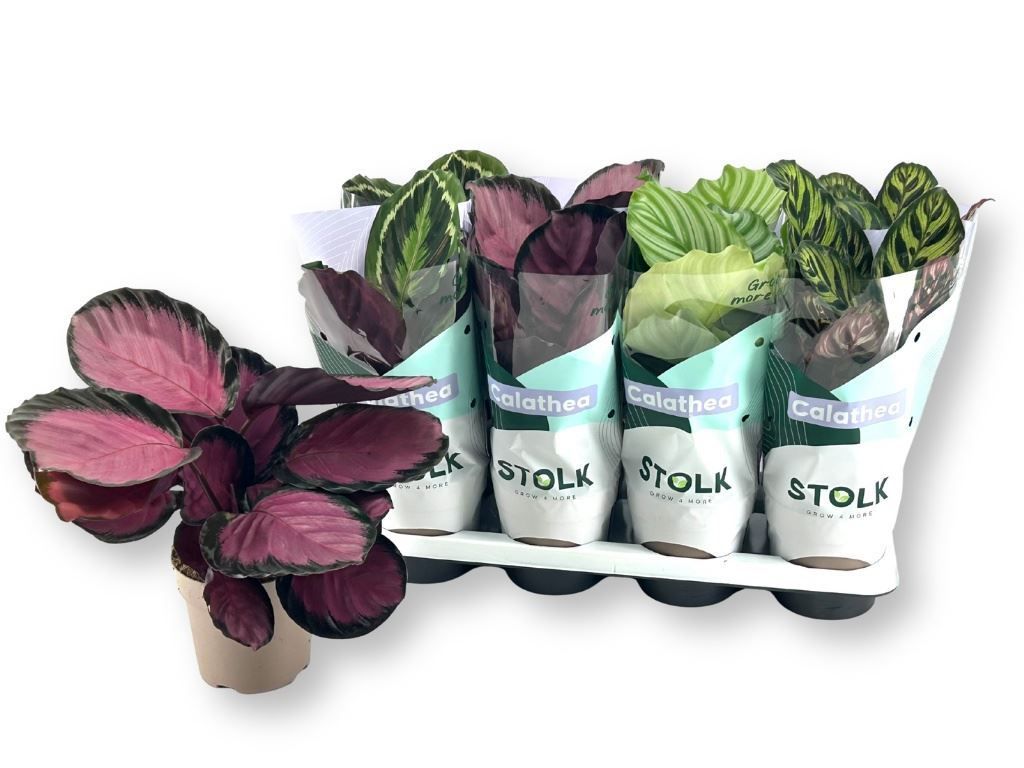 Горшечные цветы и растения оптом Calathea   ...mix 5 от 8шт из Голландии с доставкой по России