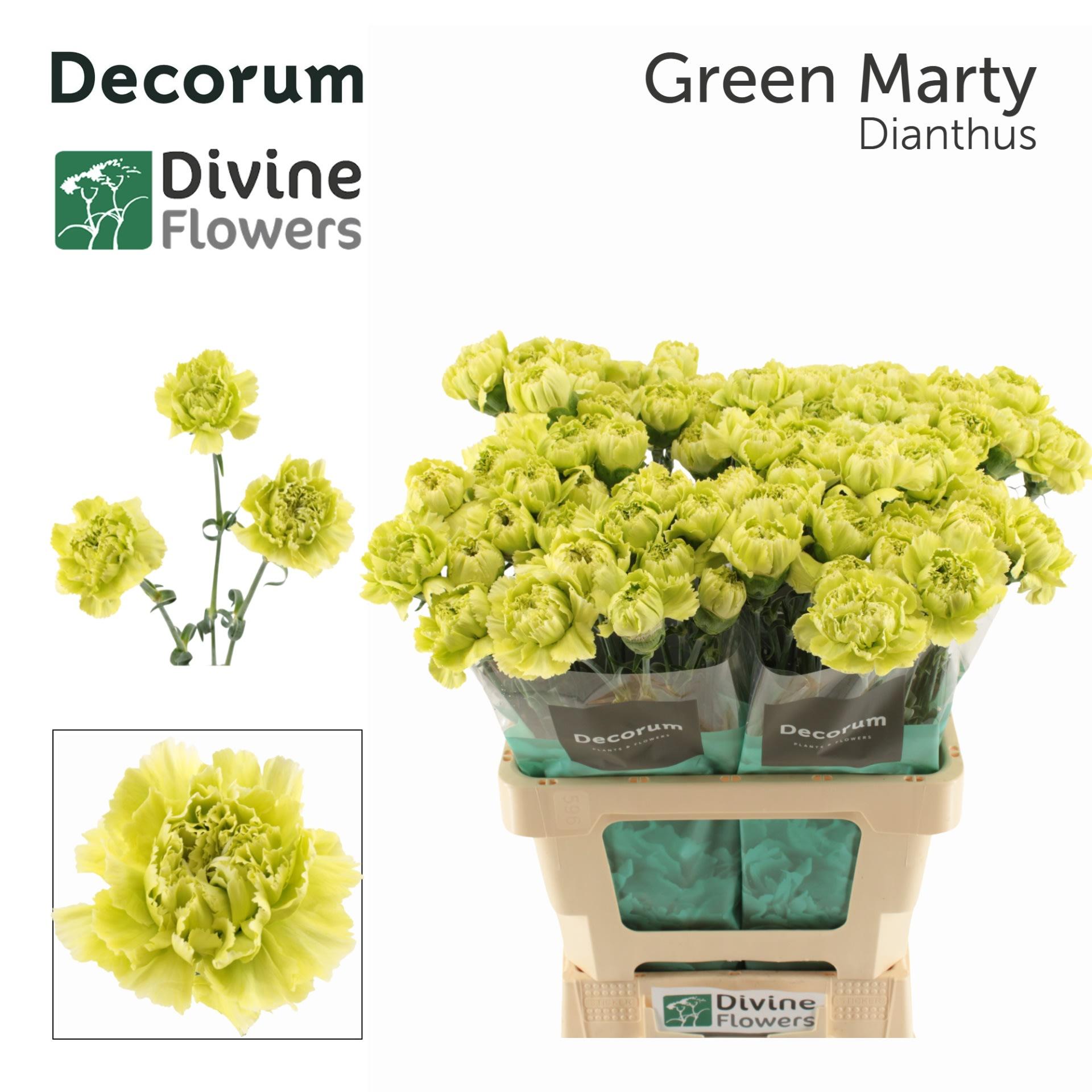Срезанные цветы оптом Dianthus st green marty от 80шт из Голландии с доставкой по России