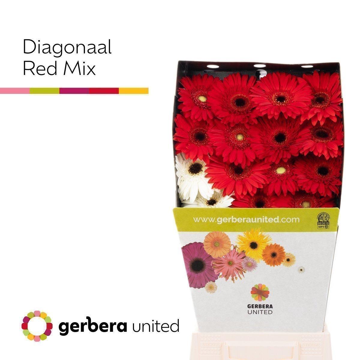 Срезанные цветы оптом Germini diamond mix red от 45шт из Голландии с доставкой по России