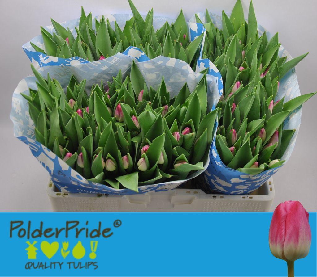 Срезанные цветы оптом Tulipa si pink stone от 150шт из Голландии с доставкой по России