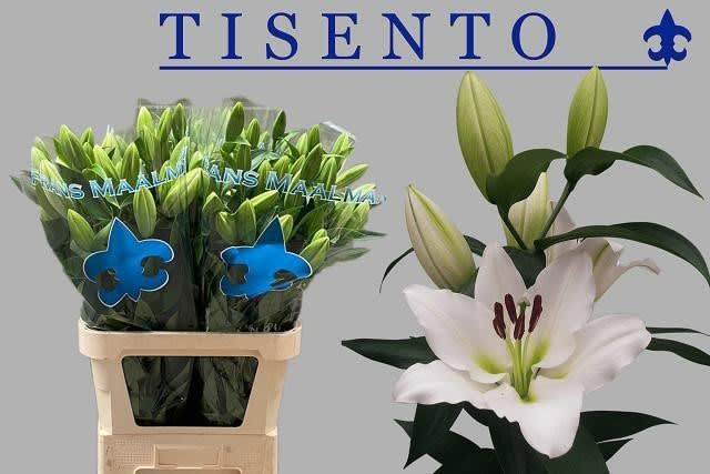 Срезанные цветы оптом Lilium or tisento от 30шт из Голландии с доставкой по России