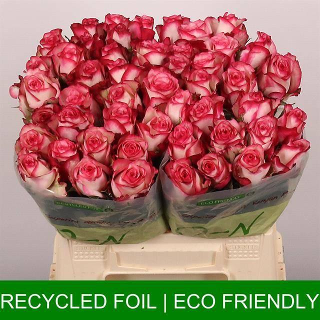 Срезанные цветы оптом Rosa large paloma от 40шт из Голландии с доставкой по России