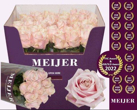 Срезанные цветы оптом Rosa large sweet avalanche+ Meijer purple от 40шт из Голландии с доставкой по России