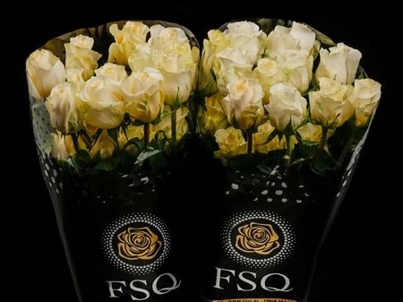 Срезанные цветы оптом Rosa ec creme de la creme от 40шт из Голландии с доставкой по России