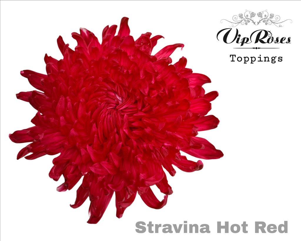 Срезанные цветы оптом Chrys bl paint stravina hot red от 20шт из Голландии с доставкой по России