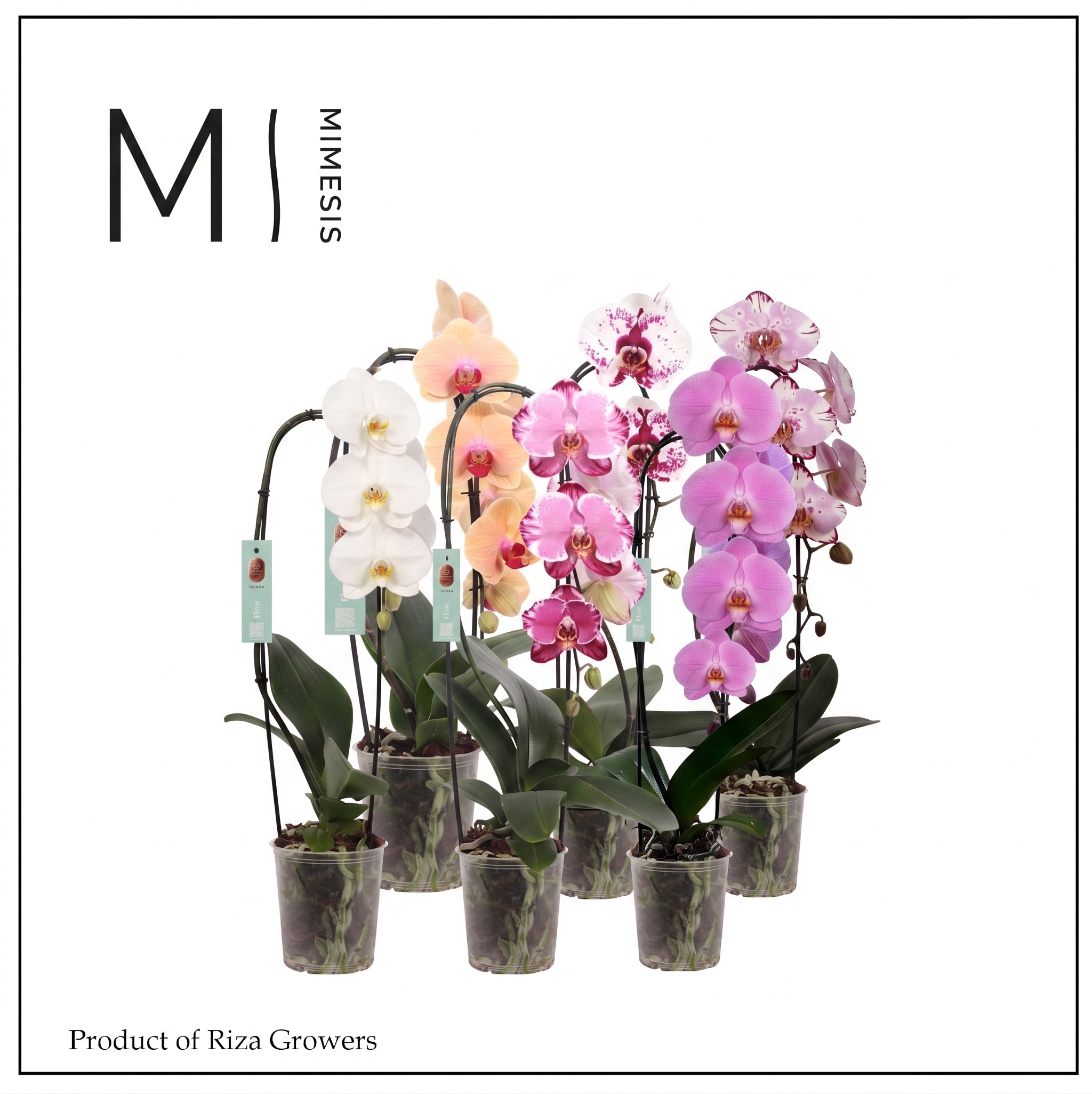 Горшечные цветы и растения оптом Phal 1st Flow Mix 6+ (mimesis) от 8шт из Голландии с доставкой по России