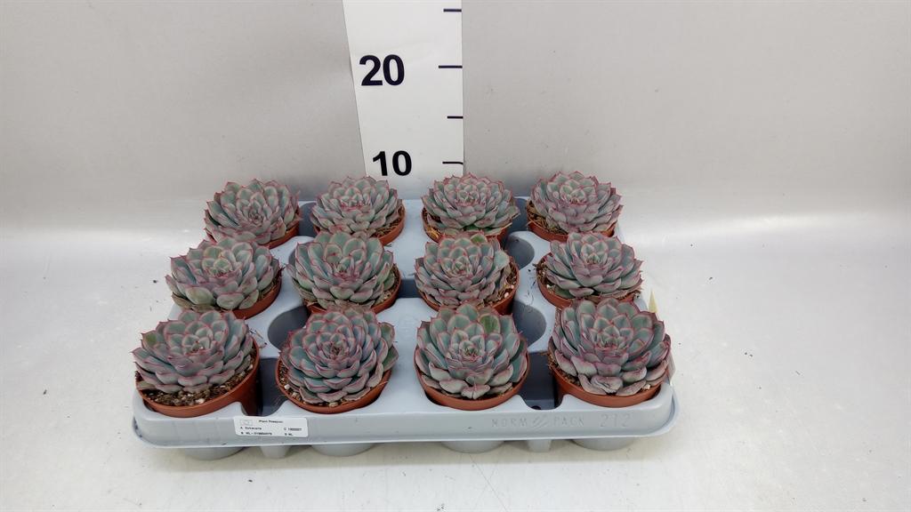 Горшечные цветы и растения оптом Echeveria hercules от 12шт (для телеги) из Голландии с доставкой по России