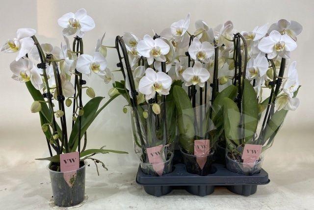 Горшечные цветы и растения оптом Phal An Leeds от 5шт из Голландии с доставкой по России