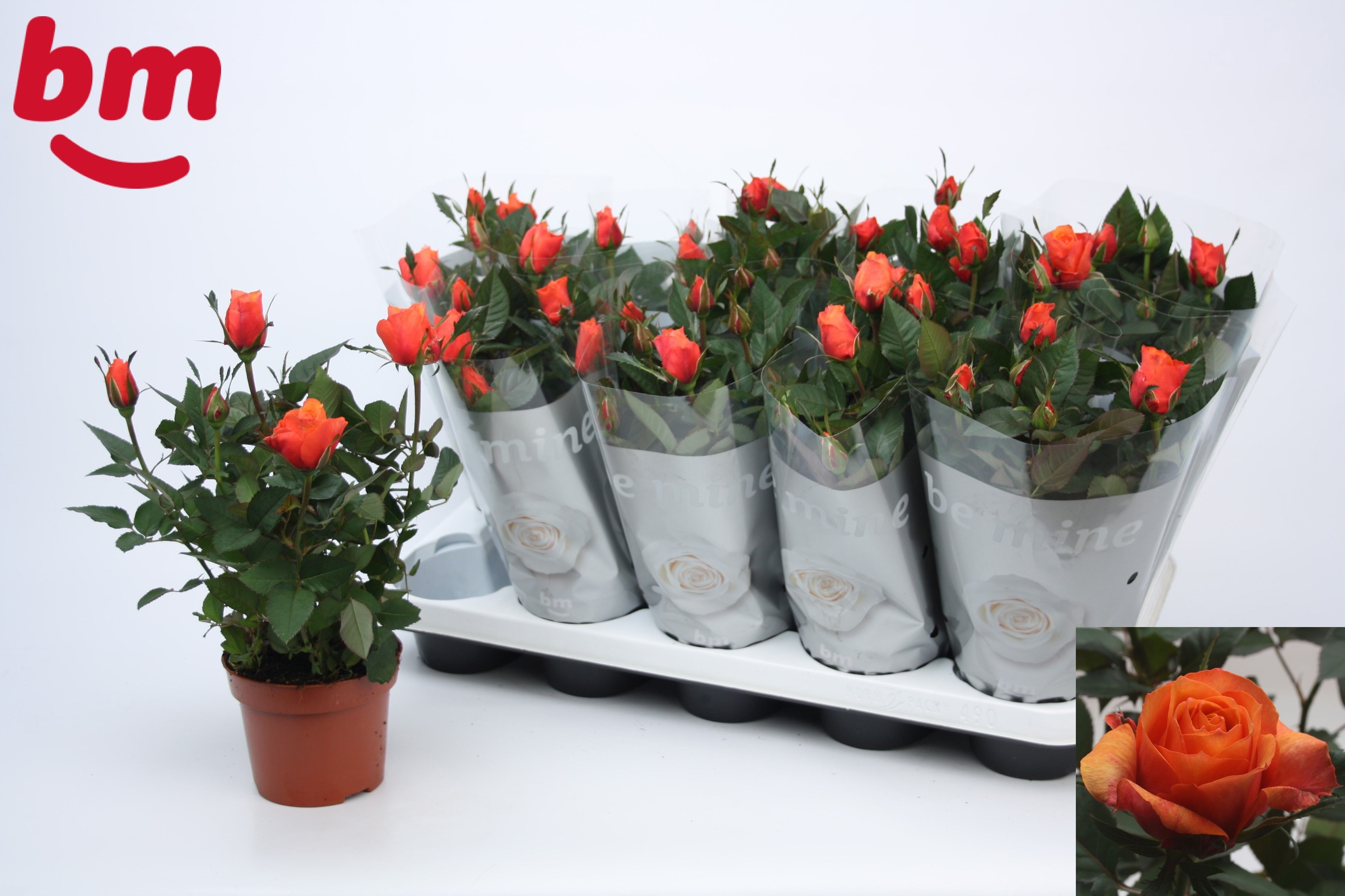 Горшечные цветы и растения оптом Ro Orange B Monde от 10шт из Голландии с доставкой по России
