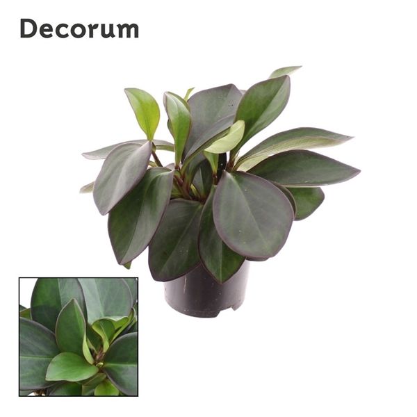 Горшечные цветы и растения оптом Peperomia Red Margin Feel Green (decorum) от 5шт из Голландии с доставкой по России