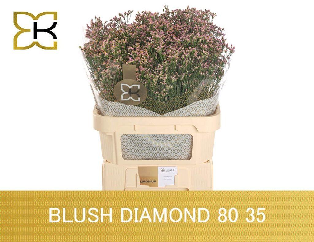 Срезанные цветы оптом Limonium blush diamond от 50шт из Голландии с доставкой по России