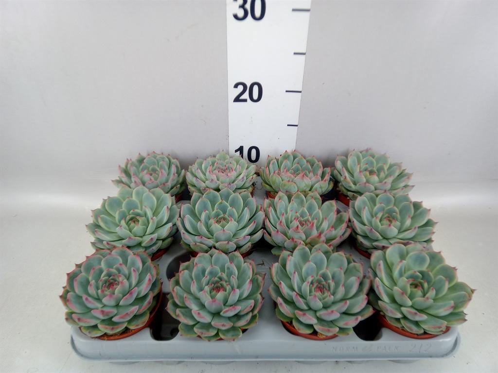 Горшечные цветы и растения оптом Echeveria ... AA от 12шт (для телеги) из Голландии с доставкой по России