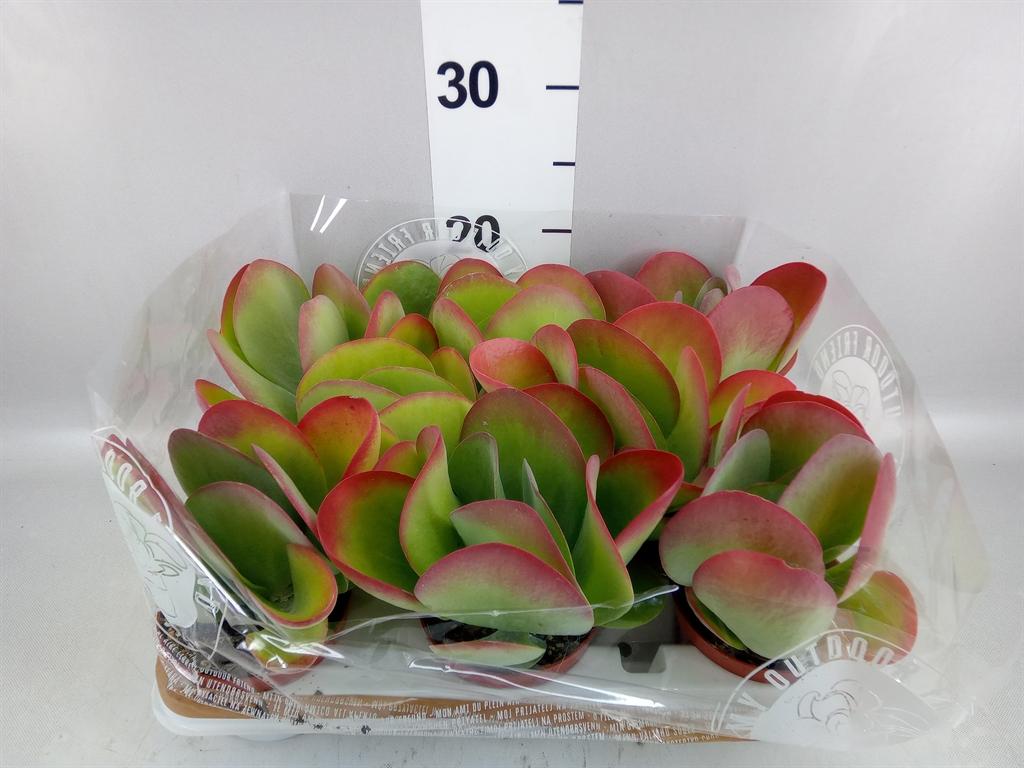 Горшечные цветы и растения оптом Kalanchoe Nf Thyrsiflora от 8шт из Голландии с доставкой по России