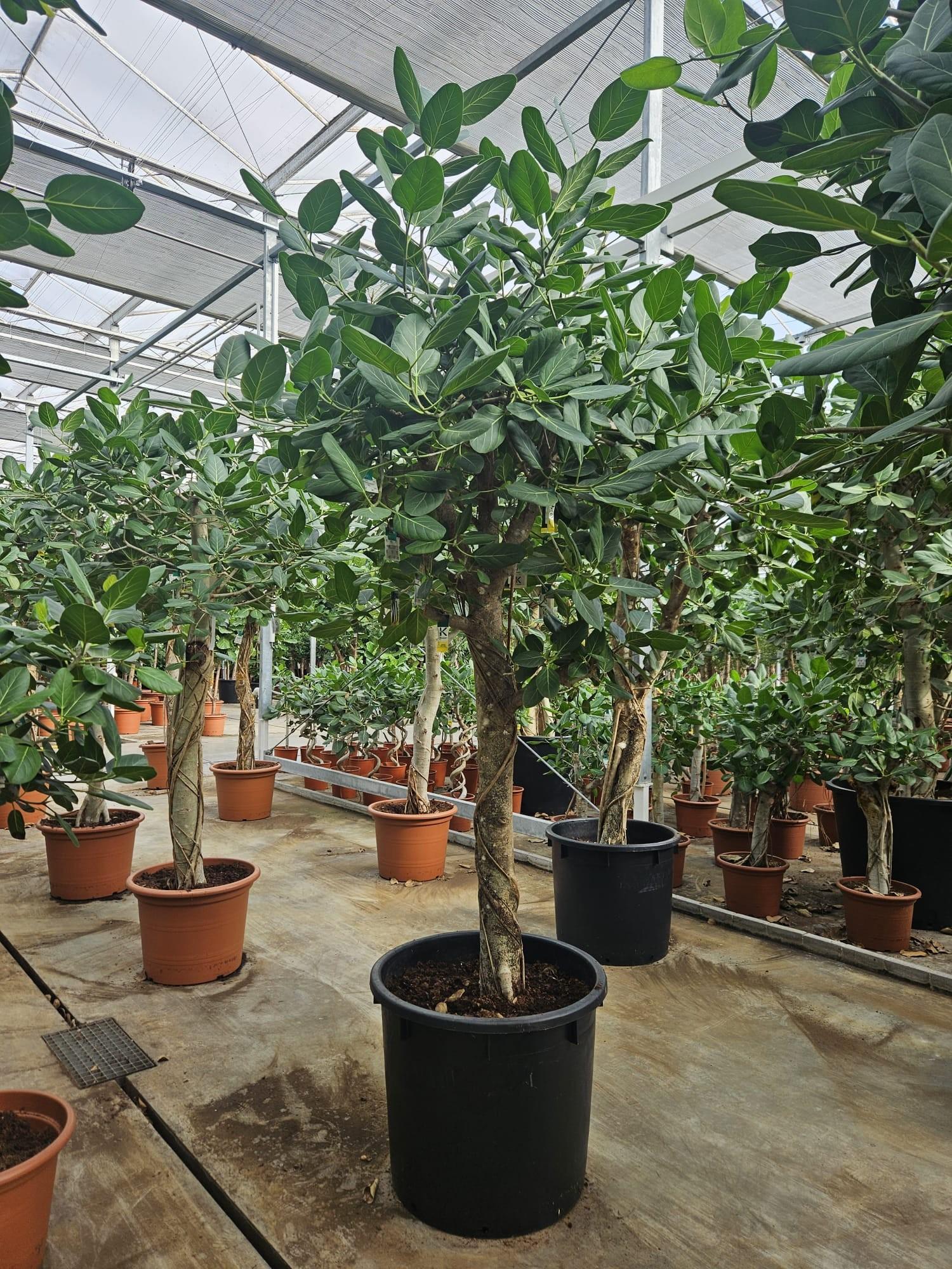 Горшечные цветы и растения оптом Ficus Benghalensis A от 1шт из Голландии с доставкой по России