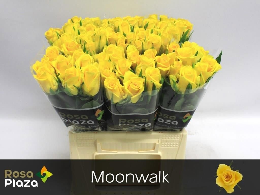 Срезанные цветы оптом Rosa large moonwalk от 80шт из Голландии с доставкой по России