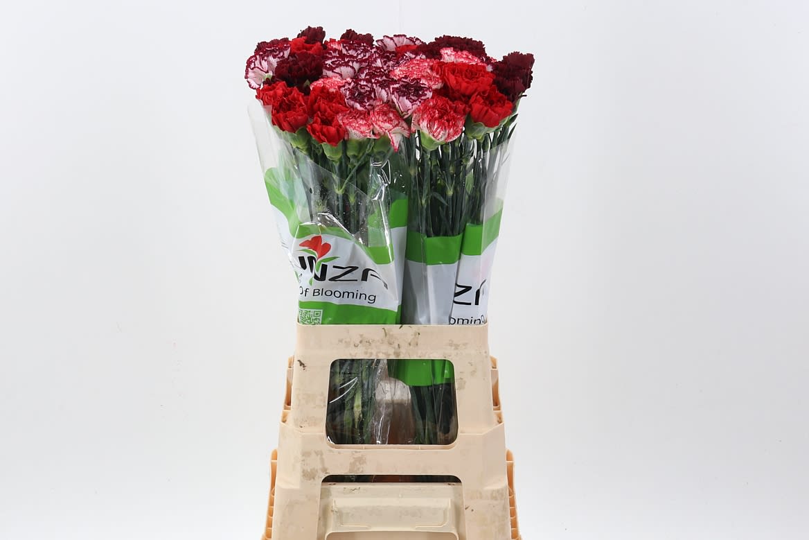 Срезанные цветы оптом Dianthus st mix rainbow red от 80шт из Голландии с доставкой по России